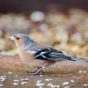 Garden Chaffinch 0001 1920